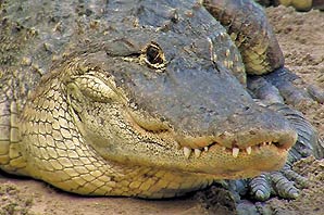 Photo of bright eyed alligator seemingly smiling, looking up with its eye wide opened, mouth closed and teeth showing.