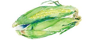 Illustration of two harvested corns with husk.